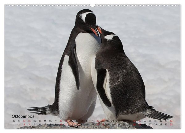 Produktbild: Antarktis, die eisige Heimat der Pinguine (hochwertiger Premium Wandkalender 2026 DIN A2 quer), Kunstdruck in Hochglanz