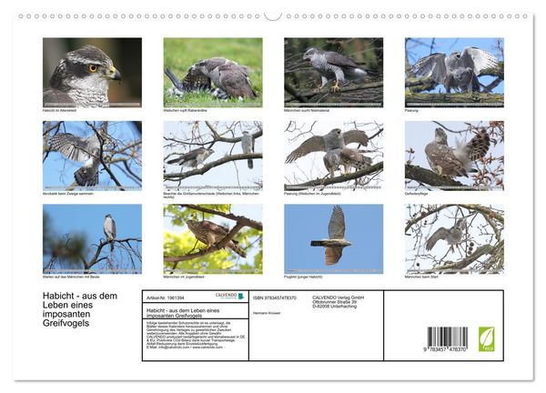 Produktbild: Habicht - aus dem Leben eines imposanten Greifvogels (hochwertiger Premium Wandkalender 2026 DIN A2 quer), Kunstdruck in Hochglanz