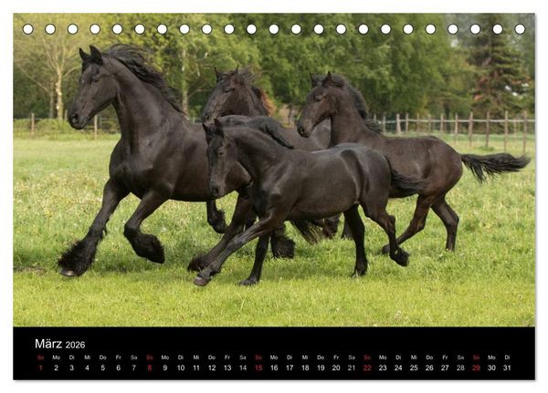 Produktbild: Friesen - Sch&ouml;nheit, Kraft und Eleganz (Tischkalender 2026 DIN A5 quer), CALVENDO Monatskalender