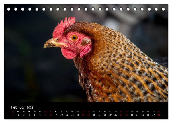 Produktbild: Neues von den Gartenh&uuml;hnern (Tischkalender 2026 DIN A5 quer), CALVENDO Monatskalender