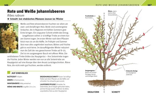 Produktbild: Gartenwissen Pflanzenschnitt