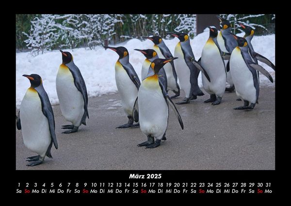 Produktbild: Pinguine & Eisb&auml;ren 2025 Fotokalender DIN A3
