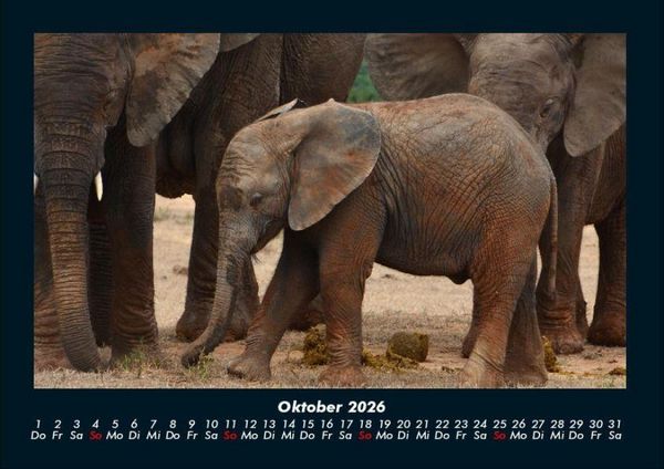 Produktbild: Der Tierkalender 2026 Fotokalender DIN A4