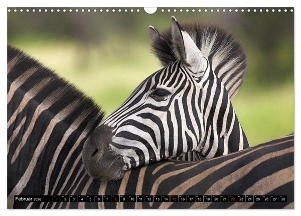 Produktbild: Zebras - Ungez&auml;hmte Kraft (Wandkalender 2026 DIN A3 quer), CALVENDO Monatskalender