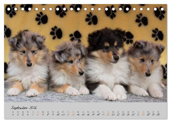 Produktbild: Collie Welpen zum Verlieben (Tischkalender 2026 DIN A5 quer), CALVENDO Monatskalender