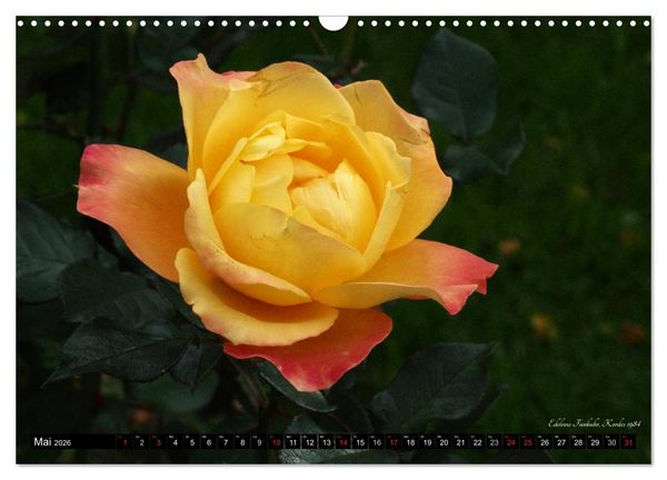 Produktbild: Edle Rosen (Wandkalender 2026 DIN A3 quer), CALVENDO Monatskalender