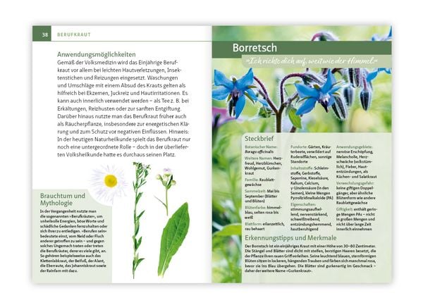 Produktbild: Essbare Heilkr&auml;uter und Wildpflanzen. Kompakt-Ratgeber