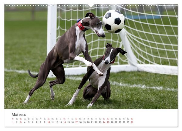 Produktbild: Funny Greyhounds - Windhunde mal anders (Wandkalender 2026 DIN A2 quer), CALVENDO Monatskalender
