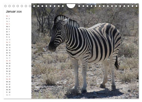 Produktbild: Namibia - Tierische Vielfalt (Planer) (Wandkalender 2026 DIN A4 quer), CALVENDO Monatskalender