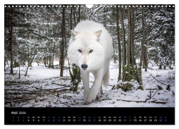Produktbild: J'ai vu le loup (Calendrier mural 2026 DIN A3 vertical), CALVENDO calendrier mensuel