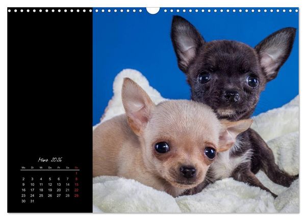 Produktbild: Chihuahua Welpen und Freunde (Wandkalender 2026 DIN A3 quer), CALVENDO Monatskalender