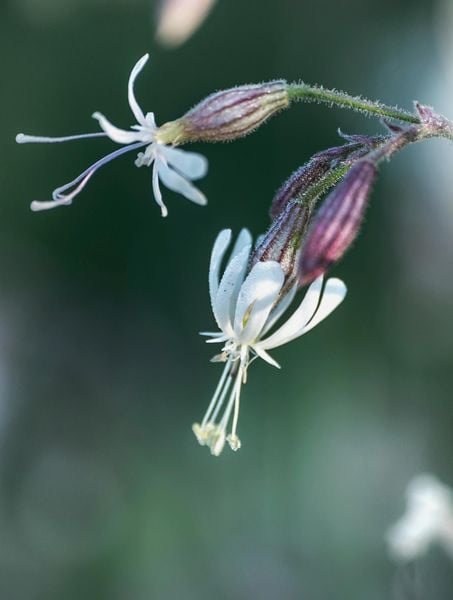 Produktbild: Floramour: Wildblumen