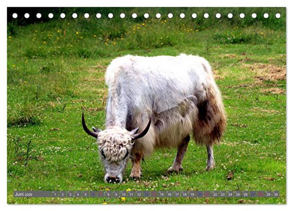 Produktbild: Der Yak (Tischkalender 2026 DIN A5 quer), CALVENDO Monatskalender