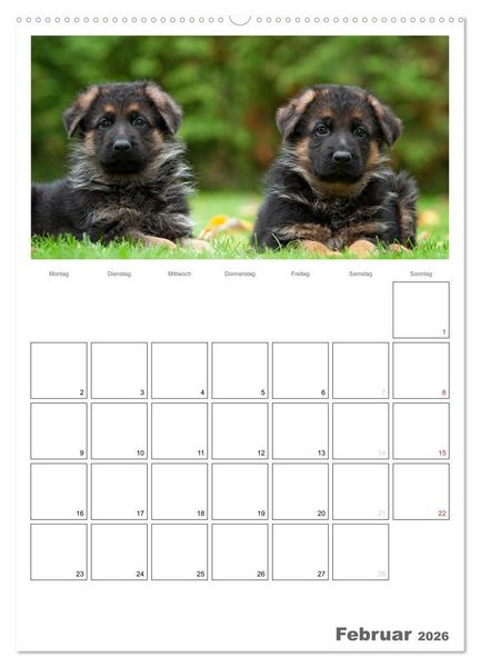 Produktbild: Deutscher Sch&auml;ferhund - Welpen, Planer (hochwertiger Premium Wandkalender 2026 DIN A2 hoch), Kunstdruck in Hochglanz