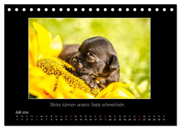 Produktbild: M&ouml;pse 2026 (Tischkalender 2026 DIN A5 quer), CALVENDO Monatskalender