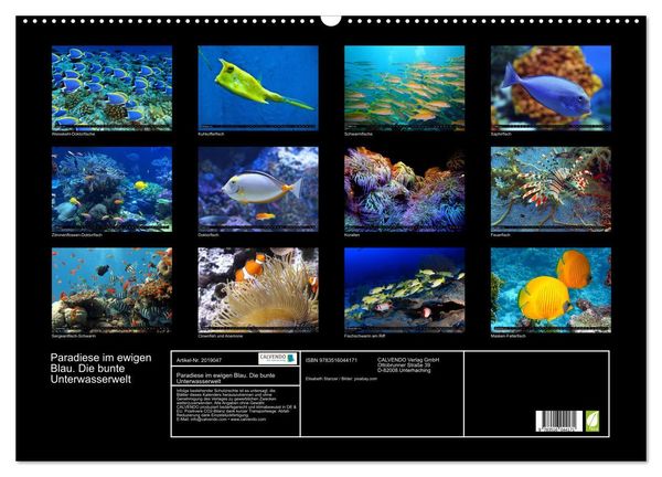 Produktbild: Paradiese im ewigen Blau. Die bunte Unterwasserwelt (Wandkalender 2026 DIN A2 quer), CALVENDO Monatskalender