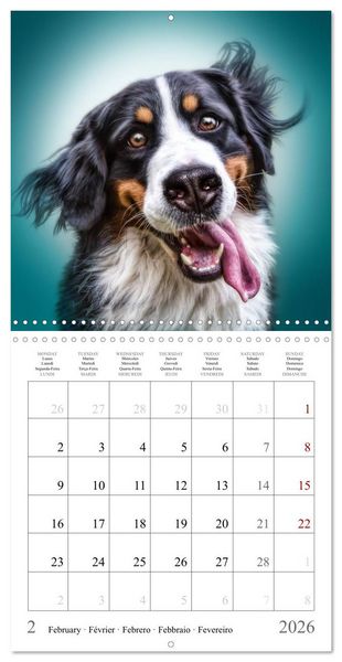 Produktbild: Funny Dog Faces (Wall Calendar 2026 12 &times; 12 Inch) CALVENDO 12 Month Wall Calendar