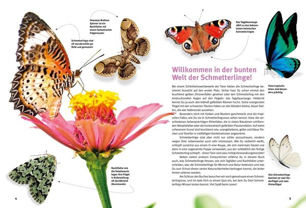 Produktbild: Entdecke die Schmetterlinge
