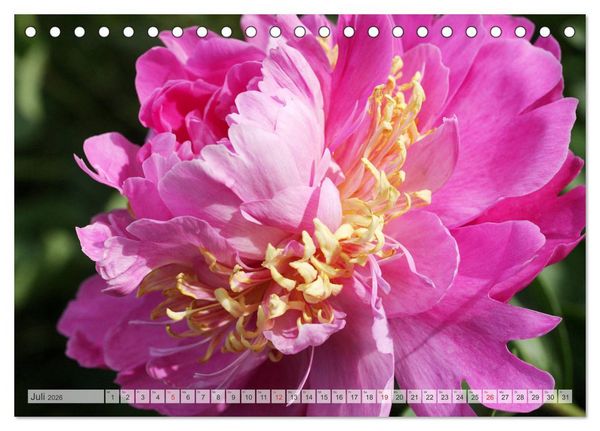 Produktbild: PFINGSTROSEN Rosen ohne Dornen (Tischkalender 2026 DIN A5 quer), CALVENDO Monatskalender