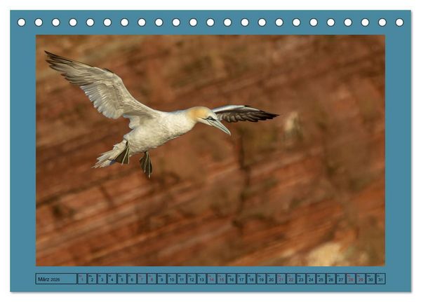 Produktbild: Helgoland und seine Basst&ouml;lpel (Tischkalender 2026 DIN A5 quer), CALVENDO Monatskalender