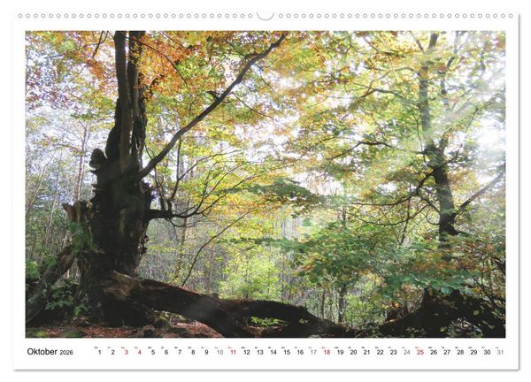 Produktbild: Mein Sehnsuchtsort, der heimische Wald (Wandkalender 2026 DIN A2 quer), CALVENDO Monatskalender
