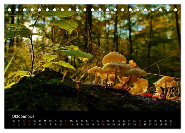 Produktbild: Faszination Wald. Waldimpressionen aus Nordhessen von Lutz Klapp (Tischkalender 2026 DIN A5 quer), CALVENDO Monatskalender