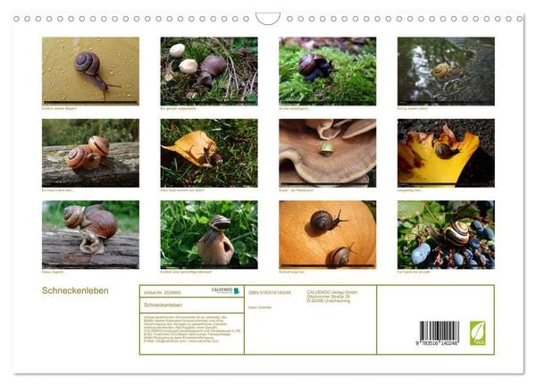 Produktbild: Schneckenleben (Wandkalender 2026 DIN A3 quer), CALVENDO Monatskalender