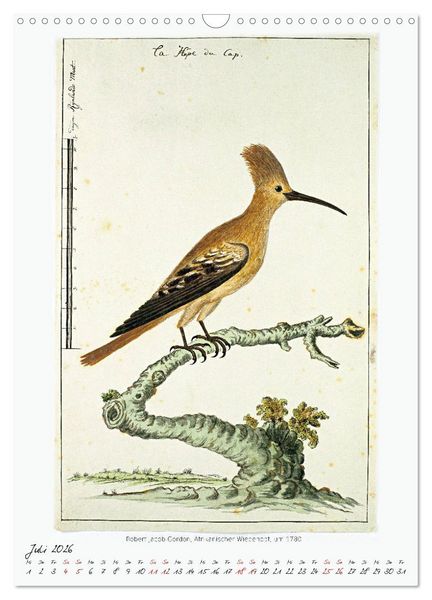 Produktbild: V&ouml;gel des s&uuml;dlichen Afrika (Wandkalender 2026 DIN A3 hoch), CALVENDO Monatskalender