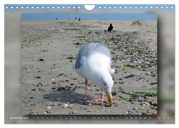 Produktbild: Baltrum - Ein Tag am Strand (Wandkalender 2026 DIN A4 quer), CALVENDO Monatskalender