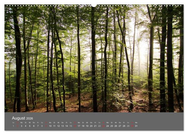 Produktbild: B&auml;ume (hochwertiger Premium Wandkalender 2026 DIN A2 quer), Kunstdruck in Hochglanz