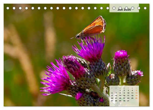 Produktbild: Niedersachsens Moorlandschaften - Das Pietzmoor, Schneverdingen (Tischkalender 2026 DIN A5 quer), CALVENDO Monatskalender