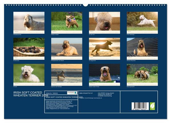 Produktbild: IRISH SOFT COATED WHEATEN TERRIER 2026 (hochwertiger Premium Wandkalender 2026 DIN A2 quer), Kunstdruck in Hochglanz