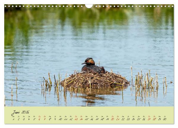 Produktbild: Brut- und Setzzeit. Neues Leben entsteht. (Wandkalender 2026 DIN A3 quer), CALVENDO Monatskalender