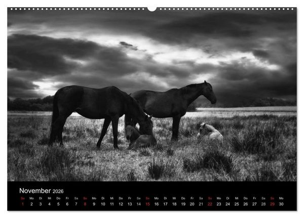 Produktbild: Pferde 2026 Wild Thing (Wandkalender 2026 DIN A2 quer), CALVENDO Monatskalender