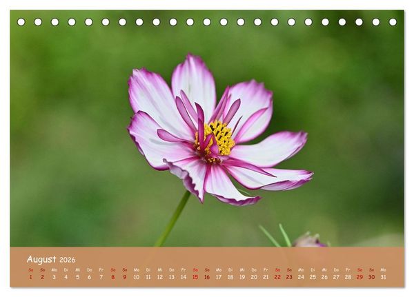 Produktbild: Der Zauber steckt immer im Detail (Tischkalender 2026 DIN A5 quer), CALVENDO Monatskalender