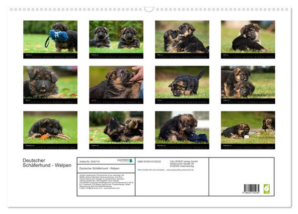 Produktbild: Deutscher Sch&auml;ferhund - Welpen (Wandkalender 2026 DIN A2 quer), CALVENDO Monatskalender