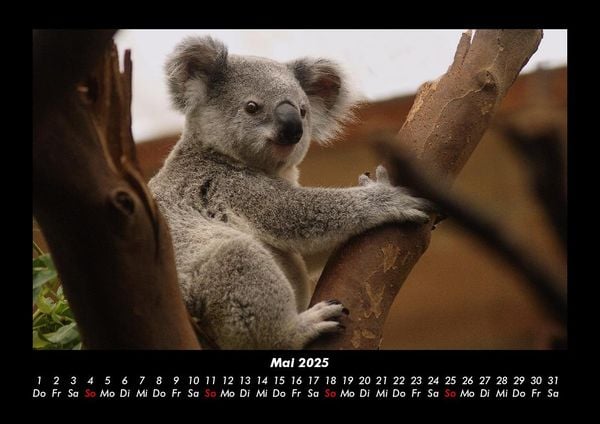 Produktbild: Koala 2025 Fotokalender DIN A3