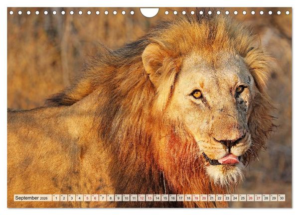 Produktbild: Afrikas L&ouml;wen 2026 (Wandkalender 2026 DIN A4 quer), CALVENDO Monatskalender