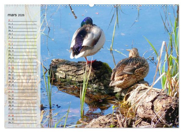 Produktbild: La vie paisible des canards (Calendrier mural 2026 DIN A2 vertical), CALVENDO calendrier mensuel