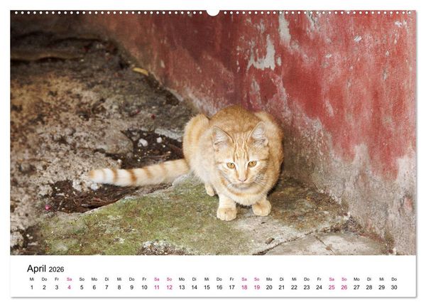 Produktbild: Katzenjahr 2026 (hochwertiger Premium Wandkalender 2026 DIN A2 quer), Kunstdruck in Hochglanz
