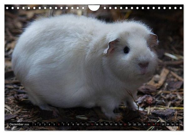 Produktbild: Kuschelige Meerschweinchen (Wandkalender 2026 DIN A4 quer), CALVENDO Monatskalender