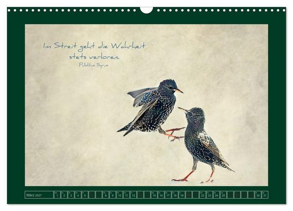 Produktbild: Stare und Weisheiten (Wandkalender 2027 DIN A3 quer), CALVENDO Monatskalender