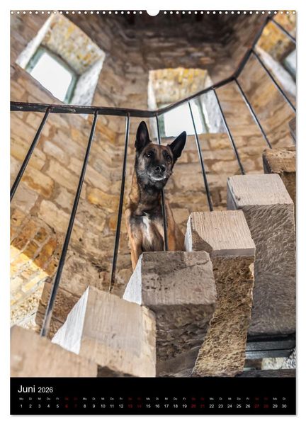 Produktbild: Hundeportraits - Monatskalender (Wandkalender 2026 DIN A2 hoch), CALVENDO Monatskalender