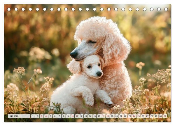 Produktbild: Lieblingshund Pudel (Tischkalender 2027 DIN A5 quer), CALVENDO Monatskalender