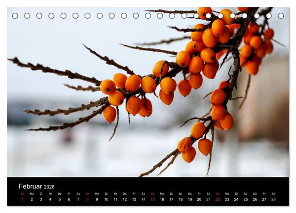 Produktbild: Gesehen auf - R&uuml;gen und Hiddensee (Tischkalender 2026 DIN A5 quer), CALVENDO Monatskalender