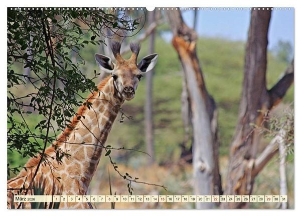 Produktbild: Afrika. Botswanas wundervolle Tierwelt (Wandkalender 2026 DIN A2 quer), CALVENDO Monatskalender