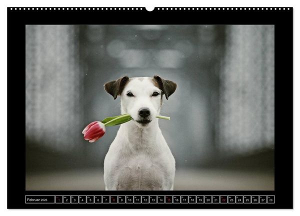 Produktbild: Parson Russell Terrier (hochwertiger Premium Wandkalender 2026 DIN A2 quer), Kunstdruck in Hochglanz