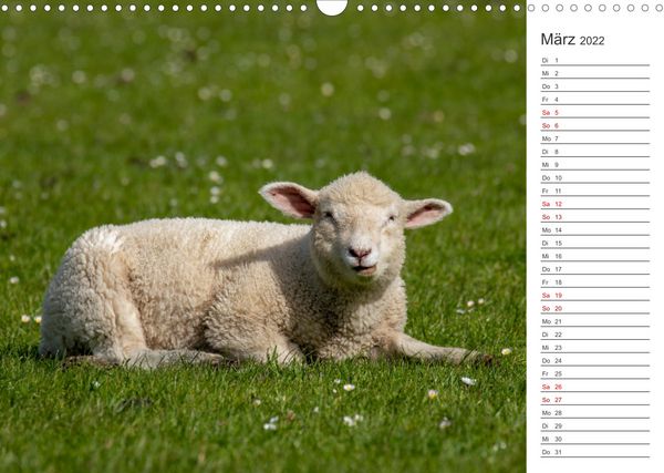 Produktbild: Deichschafe (Wandkalender 2022 DIN A3 quer)