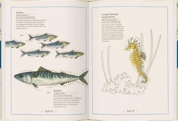 Produktbild: Blauwal, Seestern, Oktopus