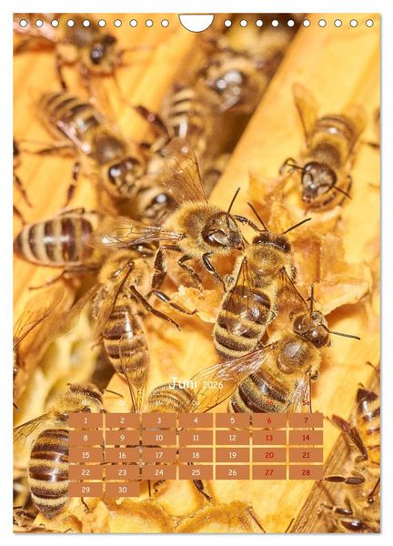 Produktbild: Gesch&auml;ftig wie im Bienenstock (Wandkalender 2026 DIN A4 hoch), CALVENDO Monatskalender